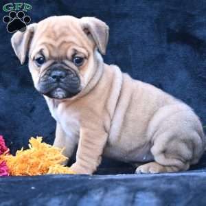 Princess, Miniature Bulldog Puppy